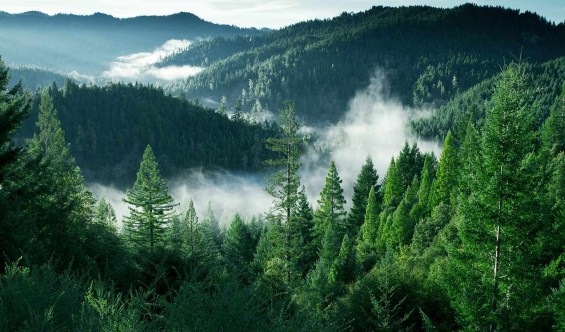 The Strong-Friendly Best Street Trees